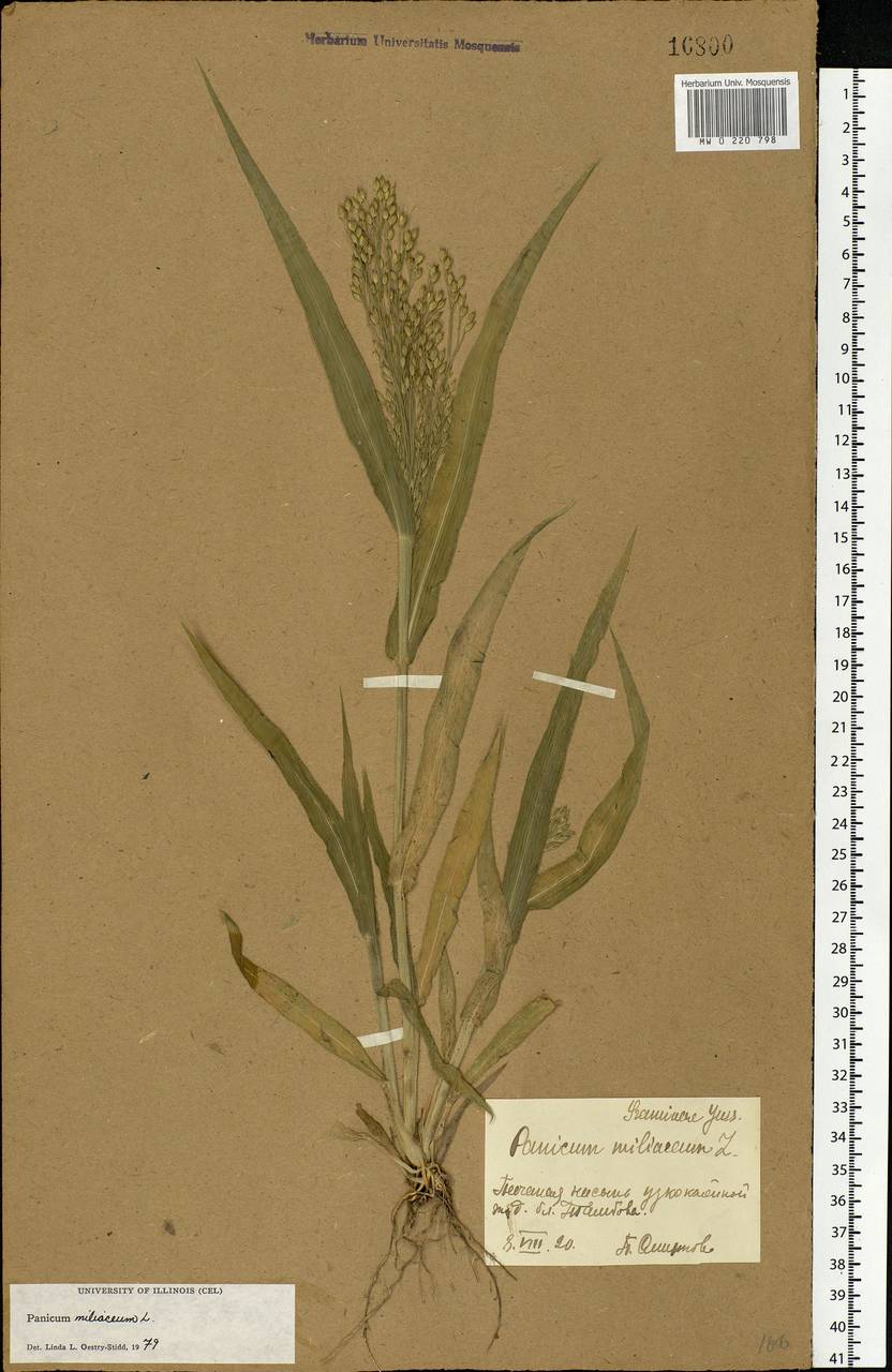 Panicum miliaceum L., Eastern Europe, Central forest-and-steppe region (E6) (Russia)