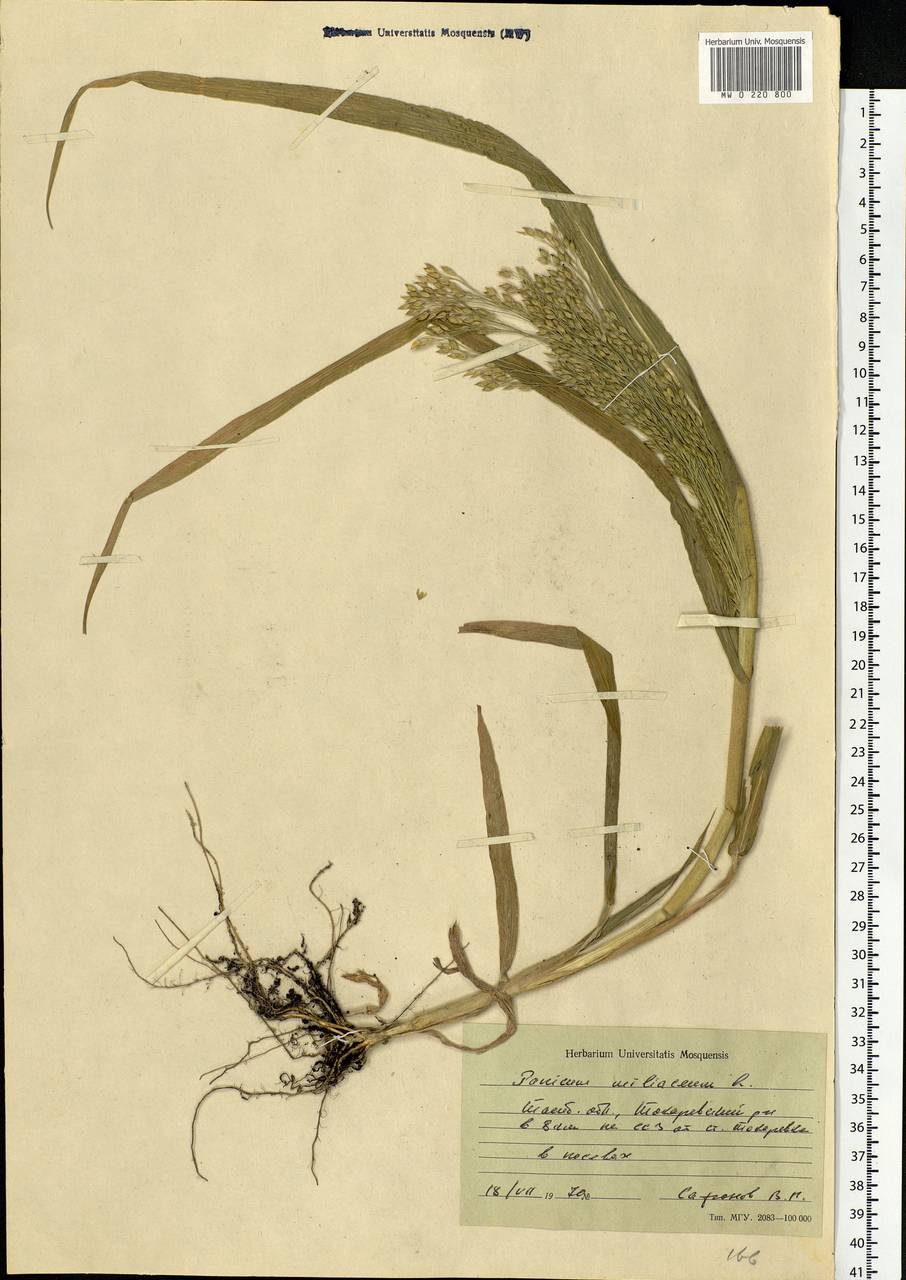 Panicum miliaceum L., Eastern Europe, Central forest-and-steppe region (E6) (Russia)