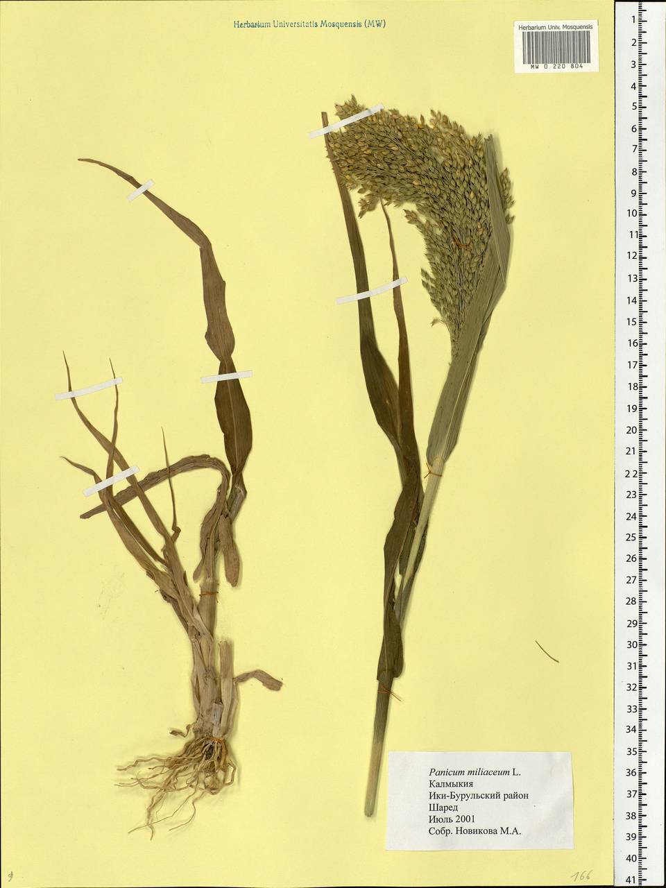 Panicum miliaceum L., Eastern Europe, Lower Volga region (E9) (Russia)