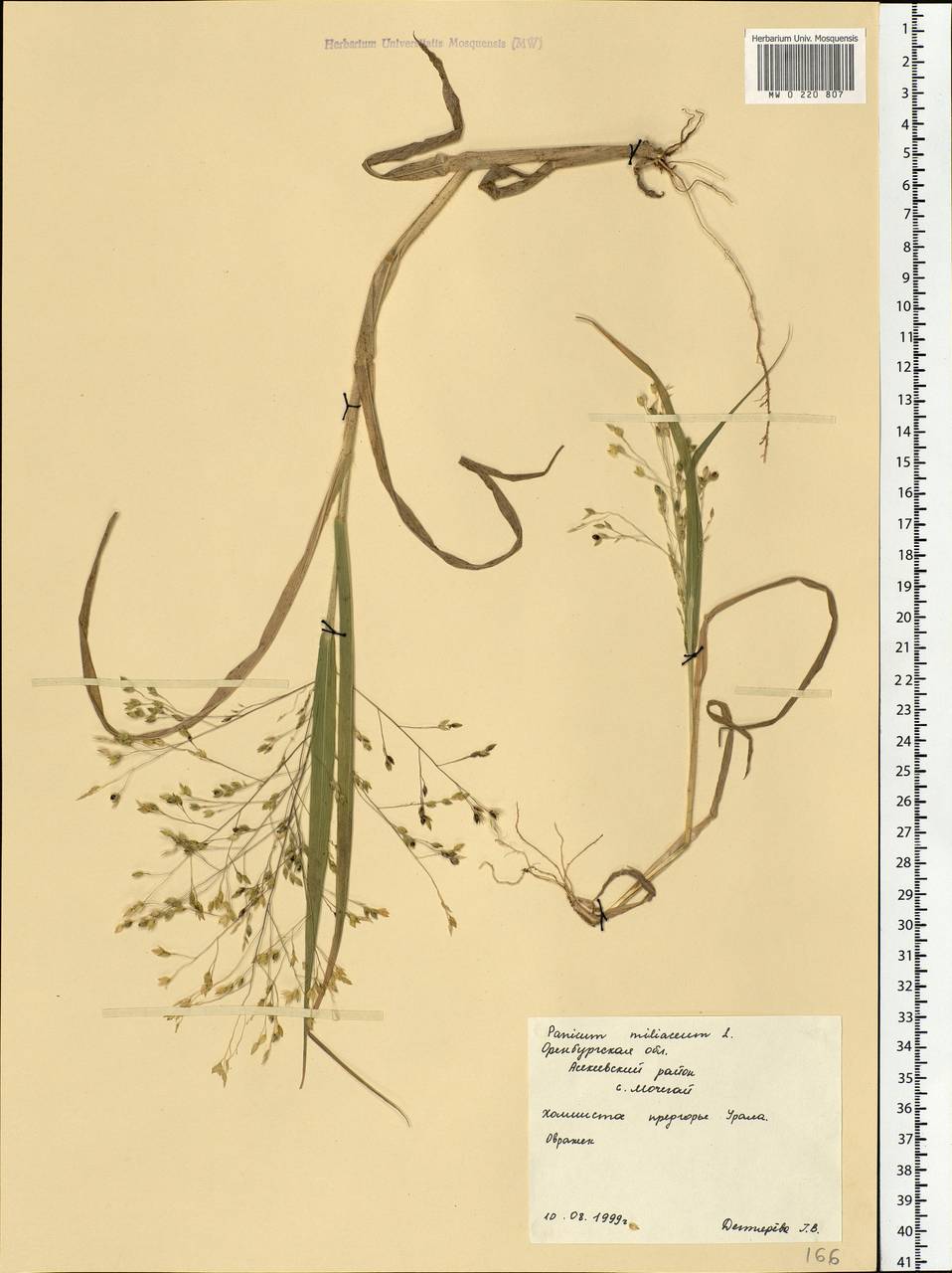 Panicum miliaceum L., Eastern Europe, Eastern region (E10) (Russia)