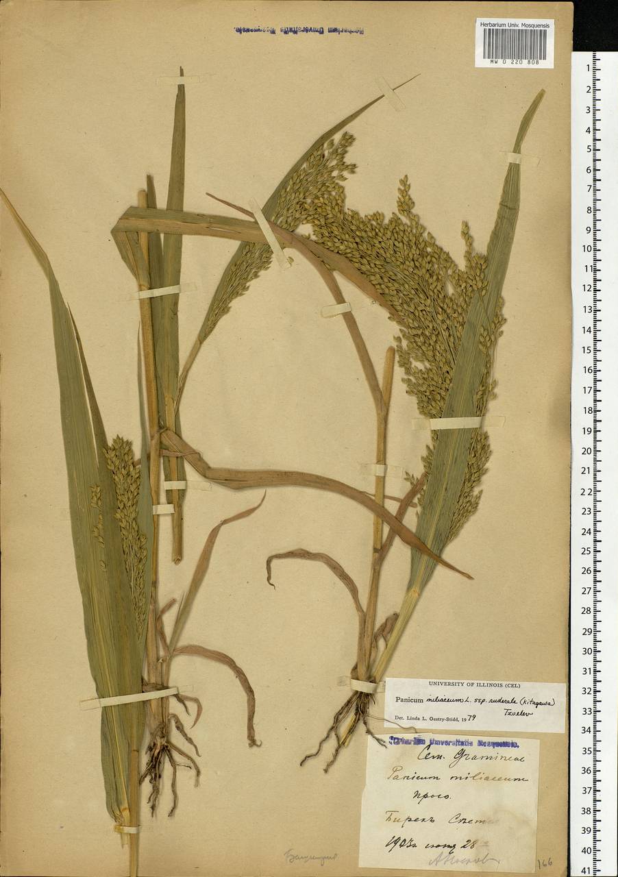 Panicum miliaceum L., Eastern Europe, Eastern region (E10) (Russia)