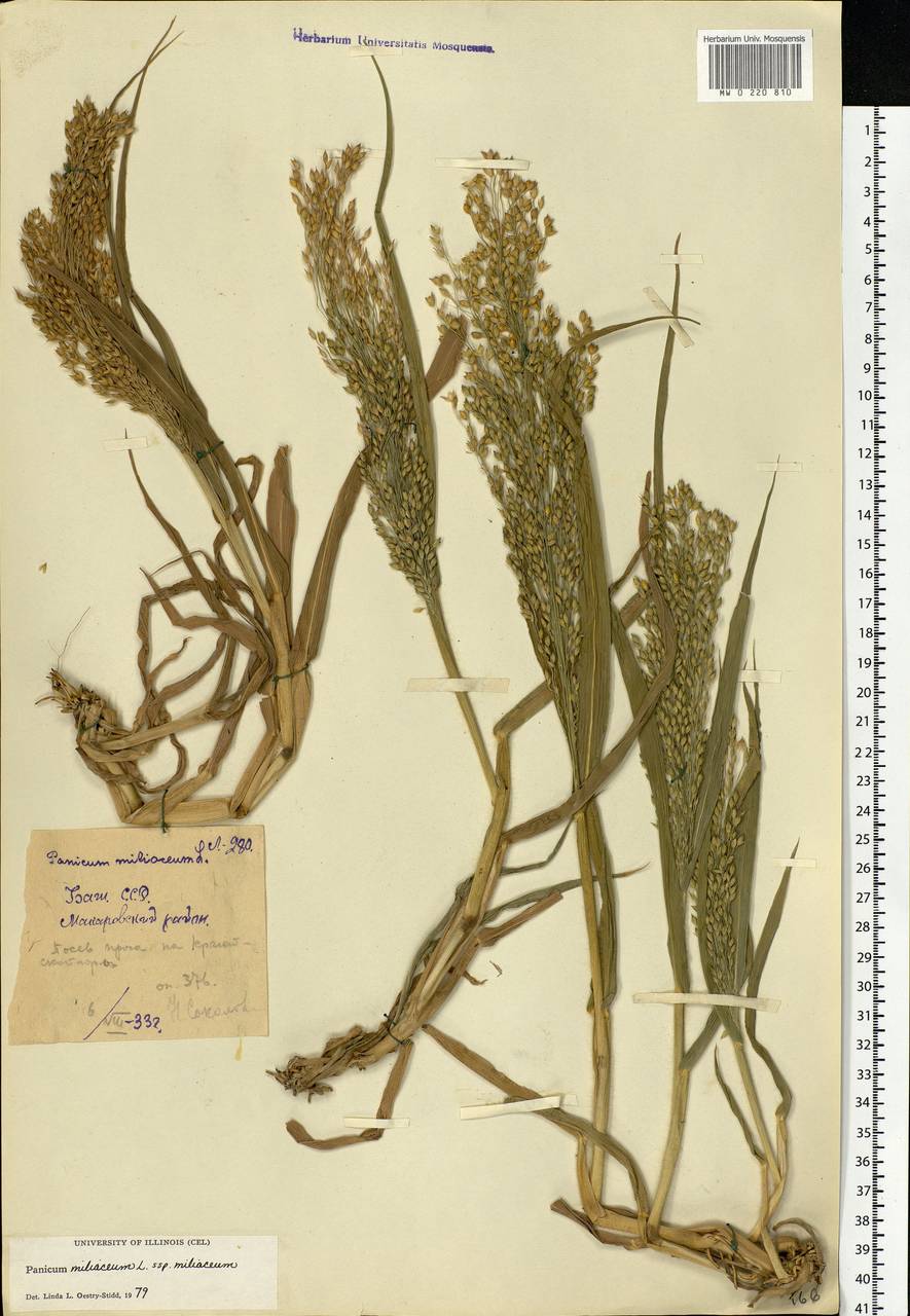 Panicum miliaceum L., Eastern Europe, Eastern region (E10) (Russia)