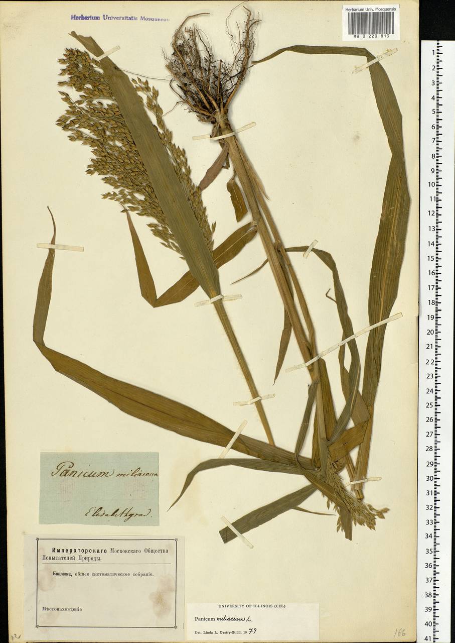 Panicum miliaceum L., Eastern Europe, South Ukrainian region (E12) (Ukraine)