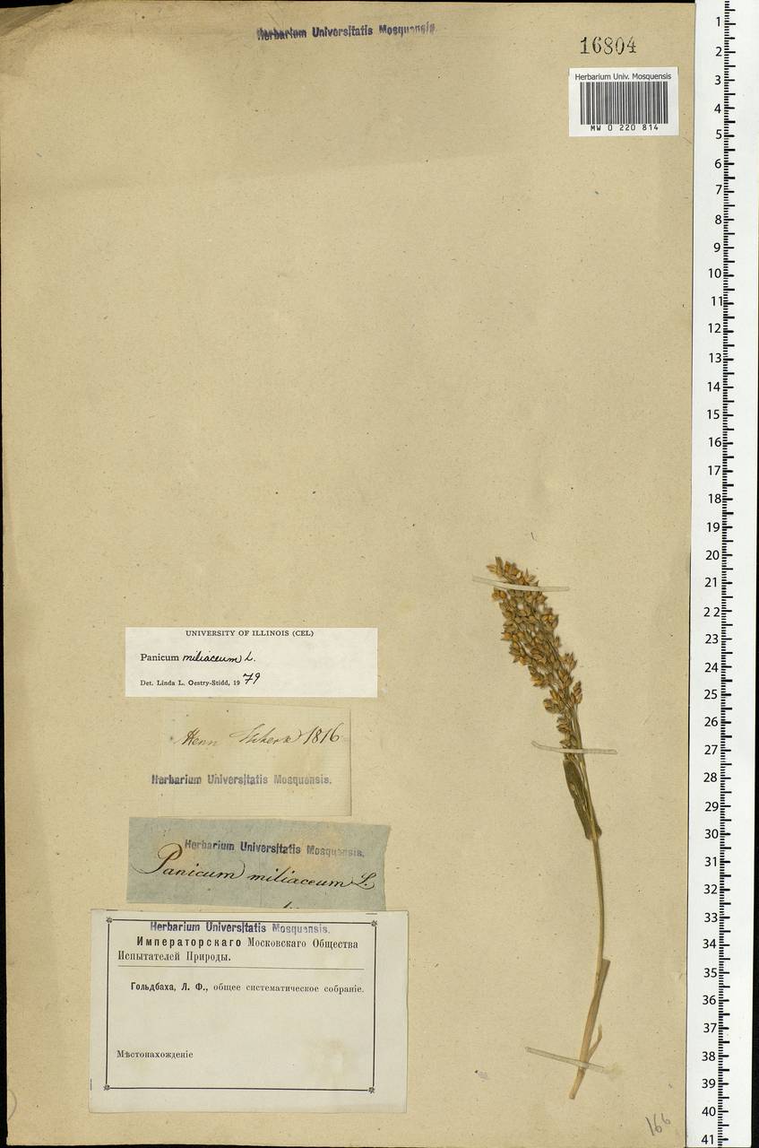 Panicum miliaceum L., Eastern Europe, Rostov Oblast (E12a) (Russia)
