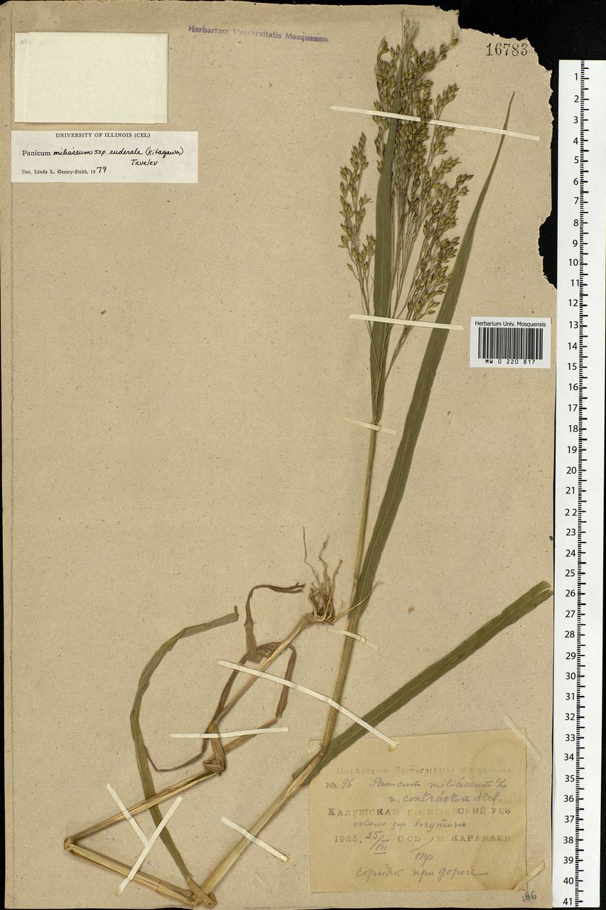 Panicum miliaceum L., Eastern Europe, Central region (E4) (Russia)