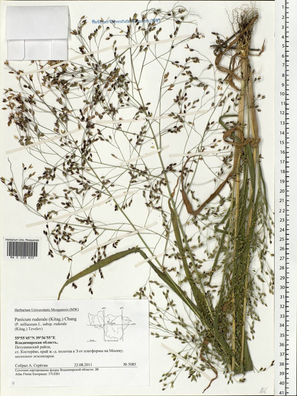 Panicum miliaceum L., Eastern Europe, Central region (E4) (Russia)