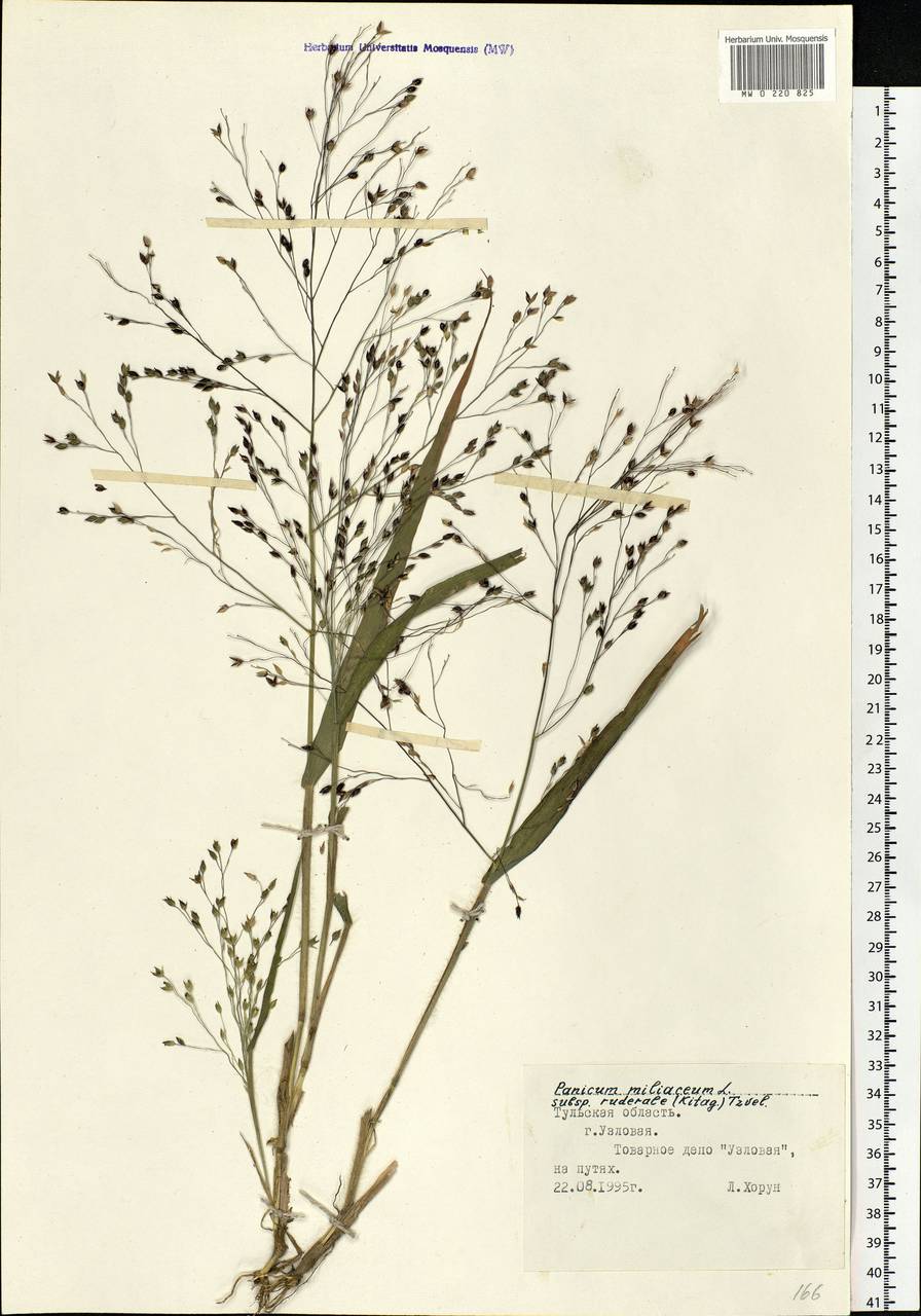Panicum miliaceum L., Eastern Europe, Central region (E4) (Russia)