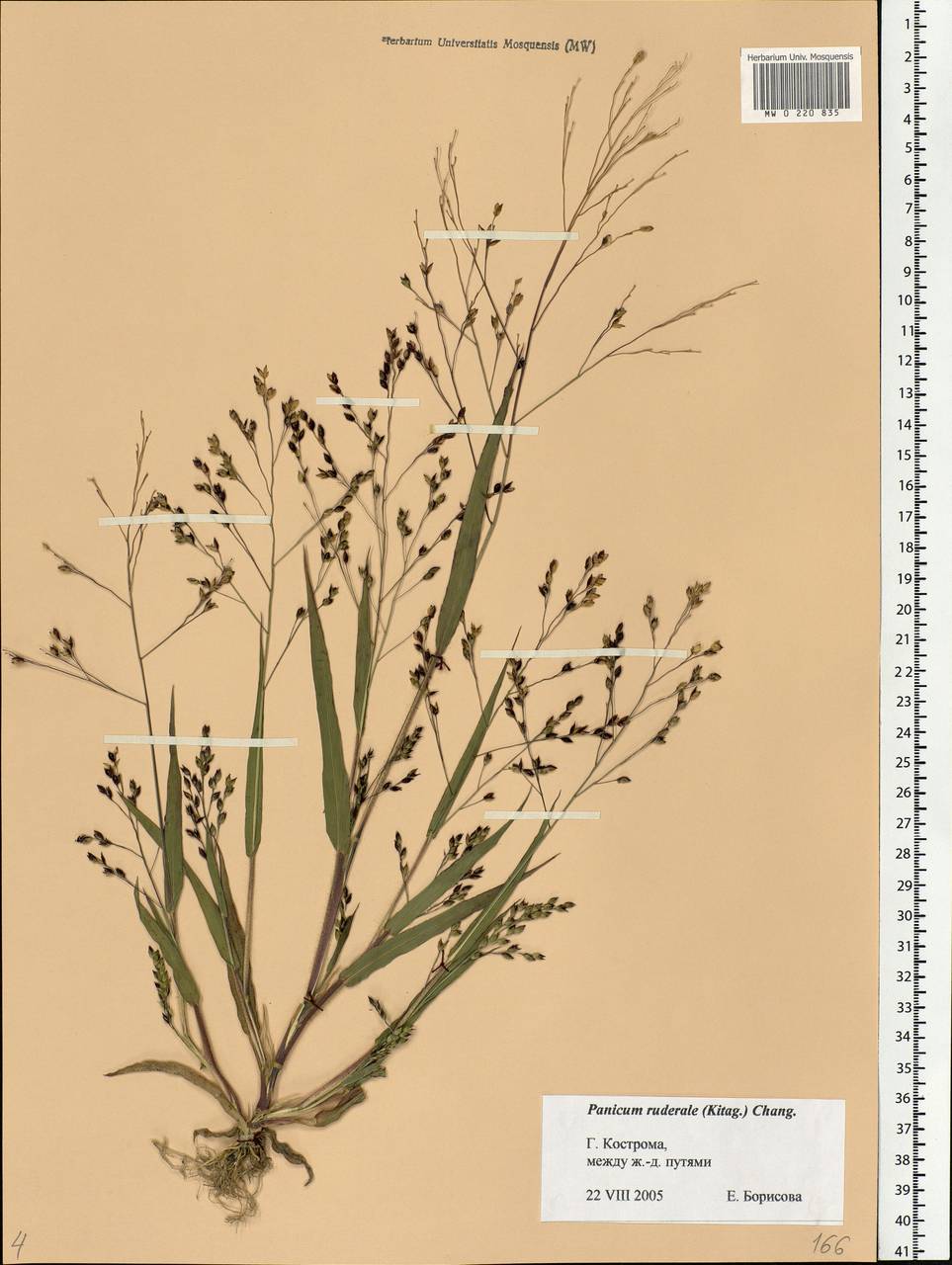 Panicum miliaceum L., Eastern Europe, Central forest region (E5) (Russia)