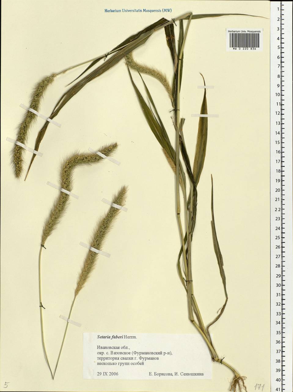 Setaria faberi R.A.W.Herrm., Eastern Europe, Central forest region (E5) (Russia)