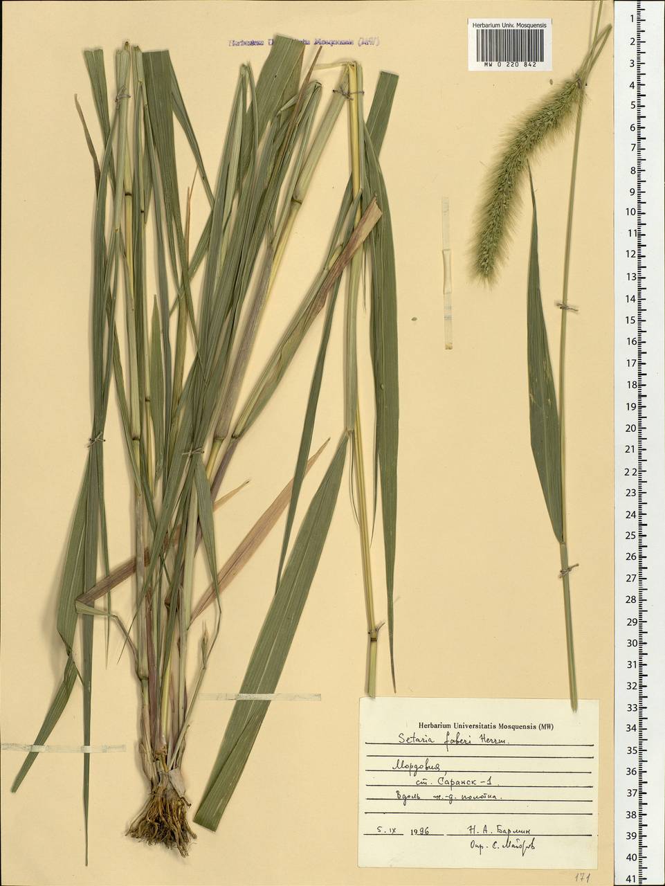 Setaria faberi R.A.W.Herrm., Eastern Europe, Middle Volga region (E8) (Russia)