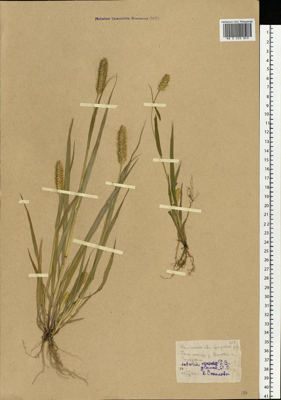 Setaria pumila (Poir.) Roem. & Schult., Eastern Europe, North-Western region (E2) (Russia)