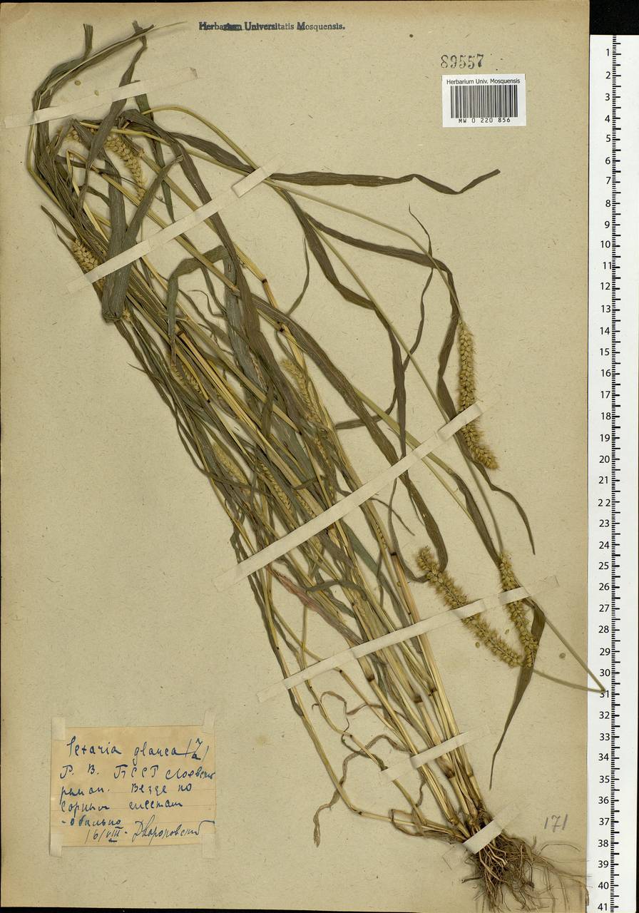 Setaria pumila (Poir.) Roem. & Schult., Eastern Europe, Belarus (E3a) (Belarus)