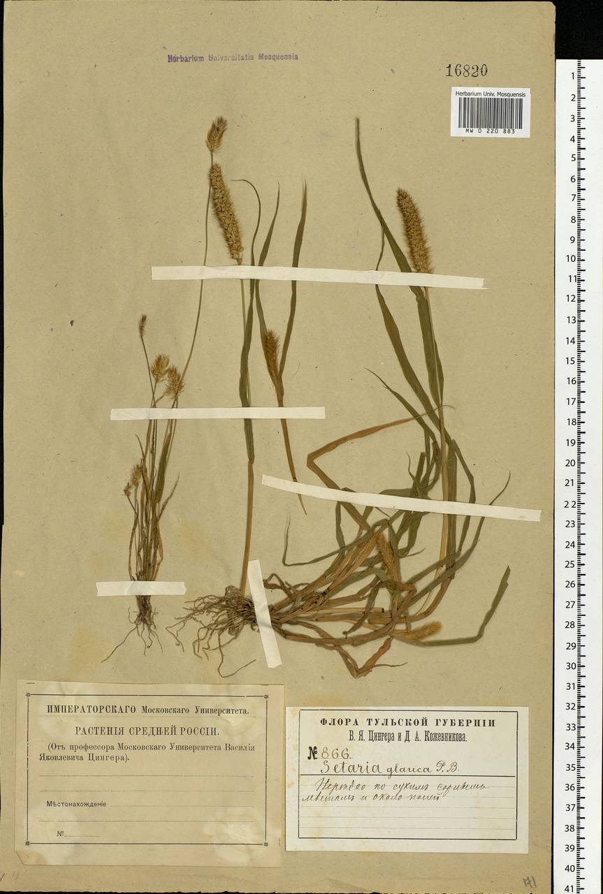 Setaria pumila (Poir.) Roem. & Schult., Eastern Europe, Central region (E4) (Russia)