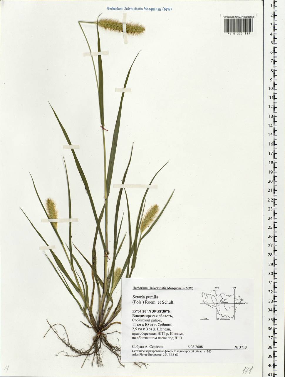 Setaria pumila (Poir.) Roem. & Schult., Eastern Europe, Central region (E4) (Russia)