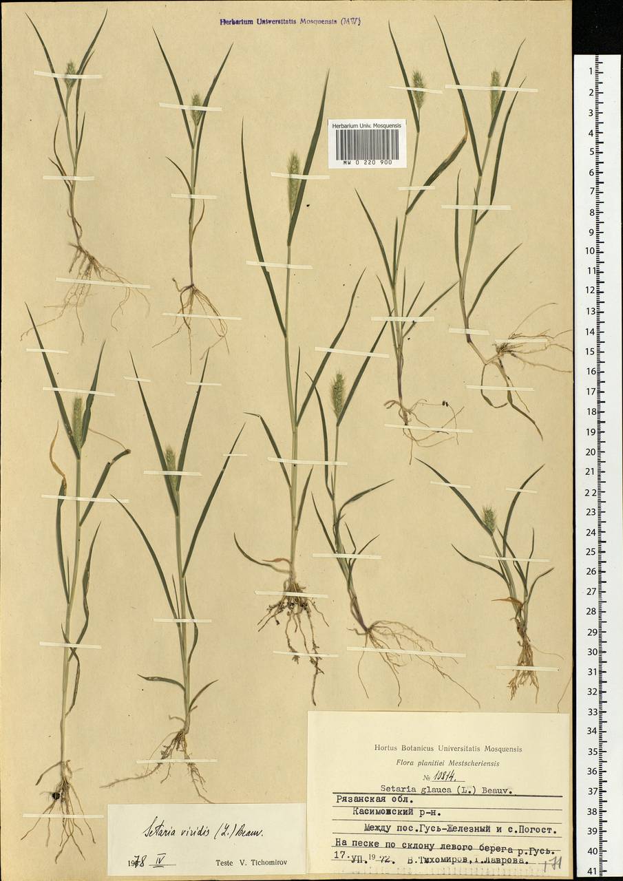 Setaria pumila (Poir.) Roem. & Schult., Eastern Europe, Central region (E4) (Russia)