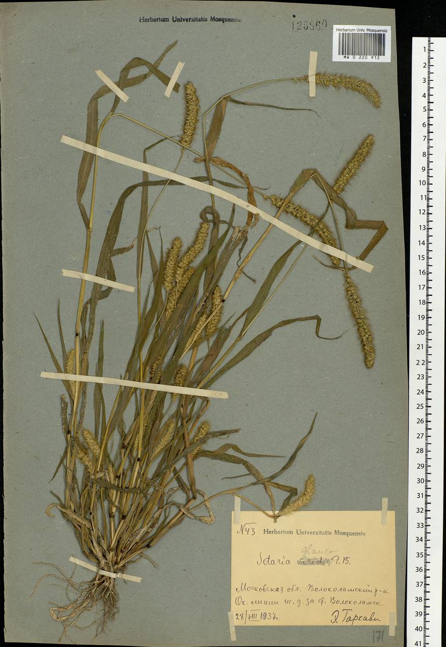 Setaria pumila (Poir.) Roem. & Schult., Eastern Europe, Moscow region (E4a) (Russia)