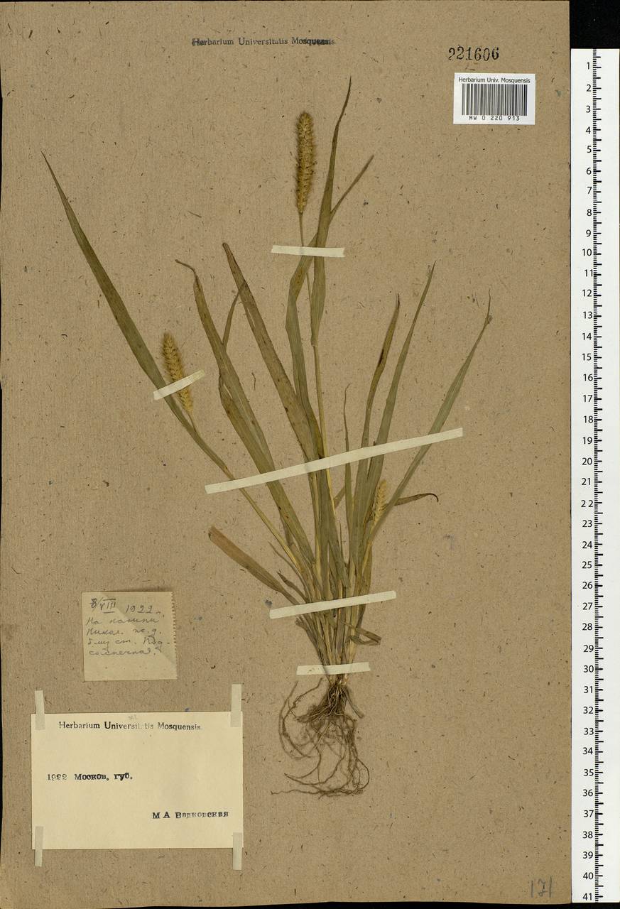 Setaria pumila (Poir.) Roem. & Schult., Eastern Europe, Moscow region (E4a) (Russia)