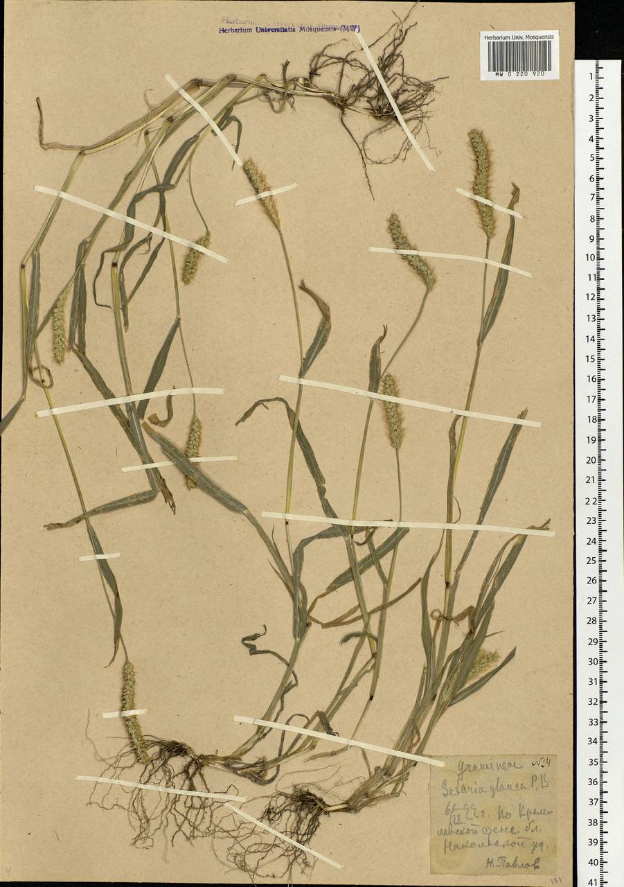 Setaria pumila (Poir.) Roem. & Schult., Eastern Europe, Moscow region (E4a) (Russia)