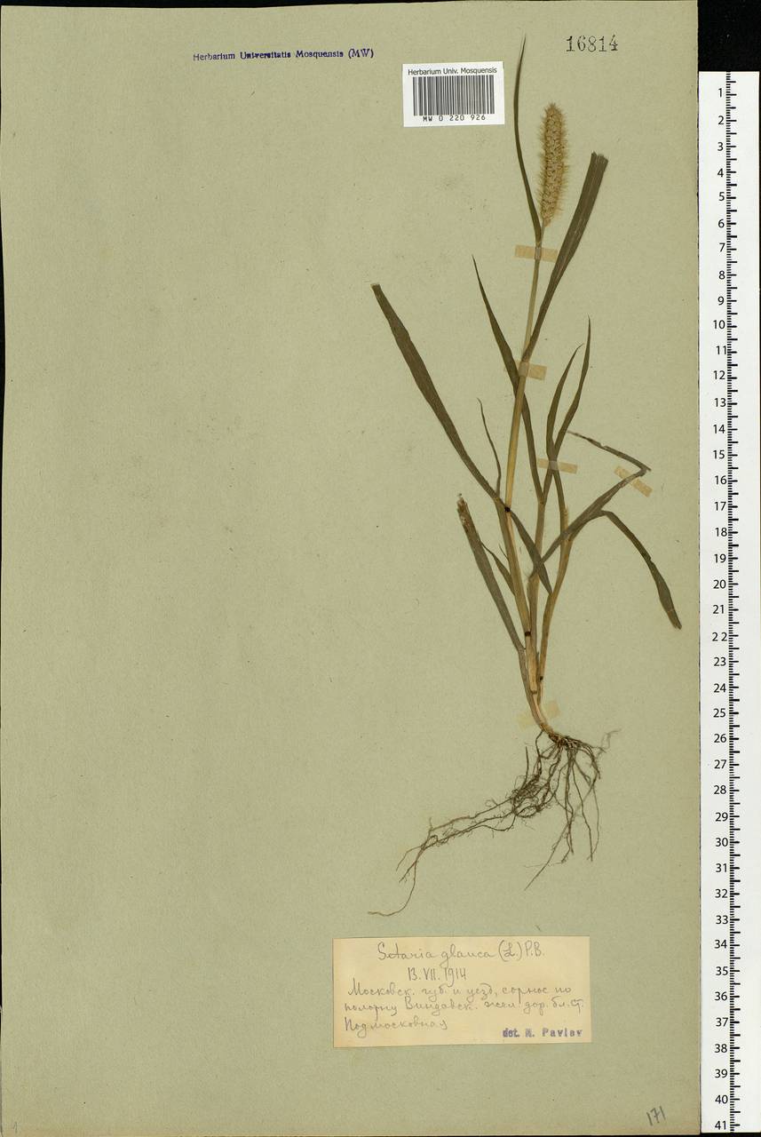 Setaria pumila (Poir.) Roem. & Schult., Eastern Europe, Moscow region (E4a) (Russia)