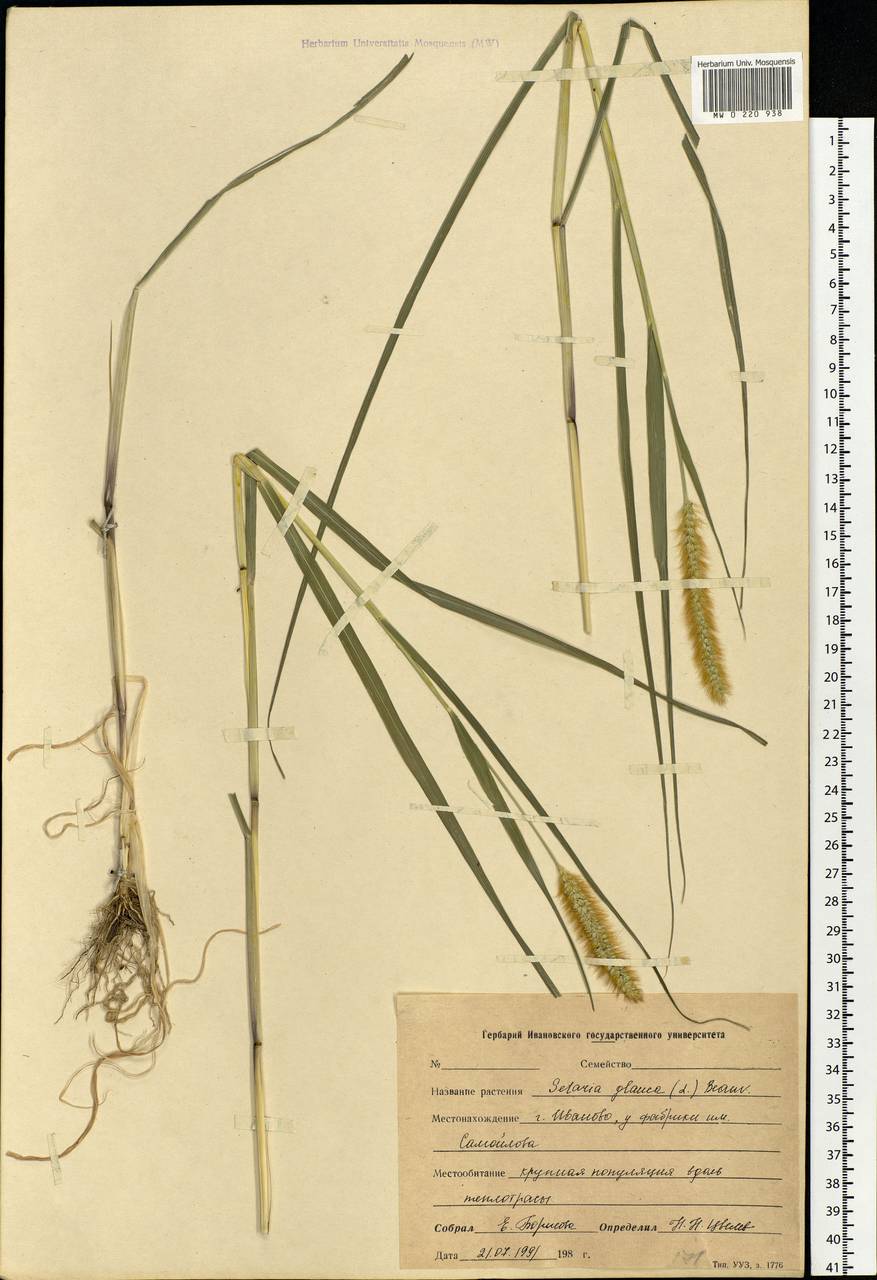 Setaria pumila (Poir.) Roem. & Schult., Eastern Europe, Central forest region (E5) (Russia)