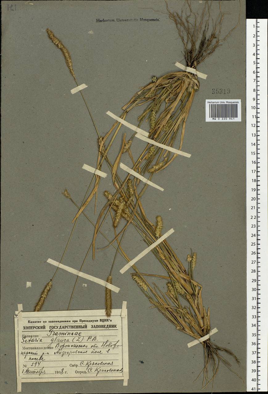 Setaria pumila (Poir.) Roem. & Schult., Eastern Europe, Central forest-and-steppe region (E6) (Russia)