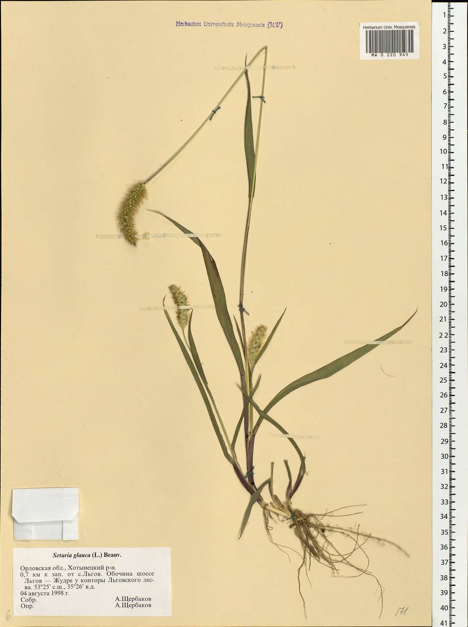 Setaria pumila (Poir.) Roem. & Schult., Eastern Europe, Central forest-and-steppe region (E6) (Russia)