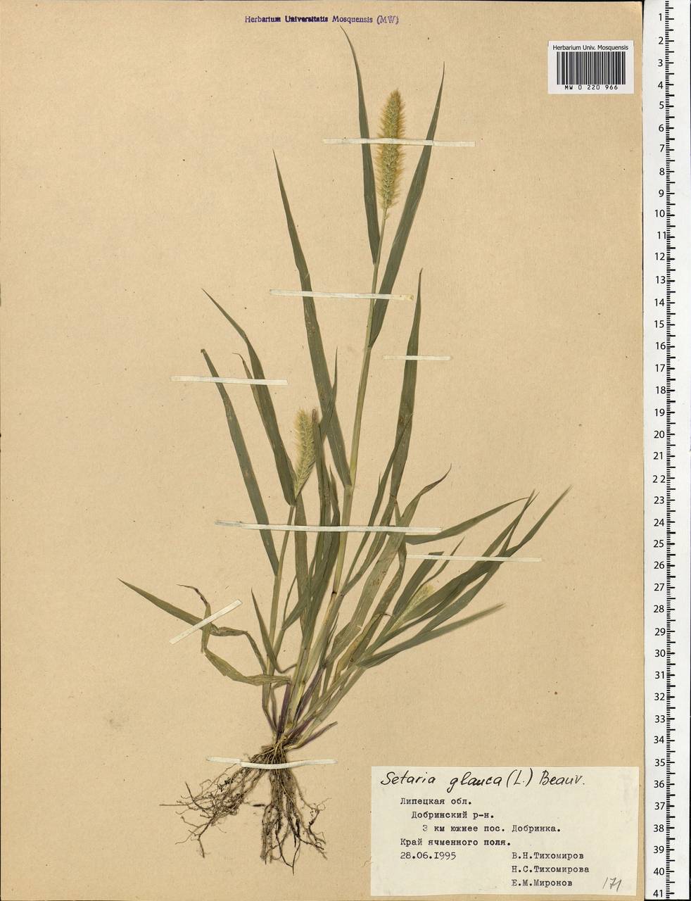 Setaria pumila (Poir.) Roem. & Schult., Eastern Europe, Central forest-and-steppe region (E6) (Russia)