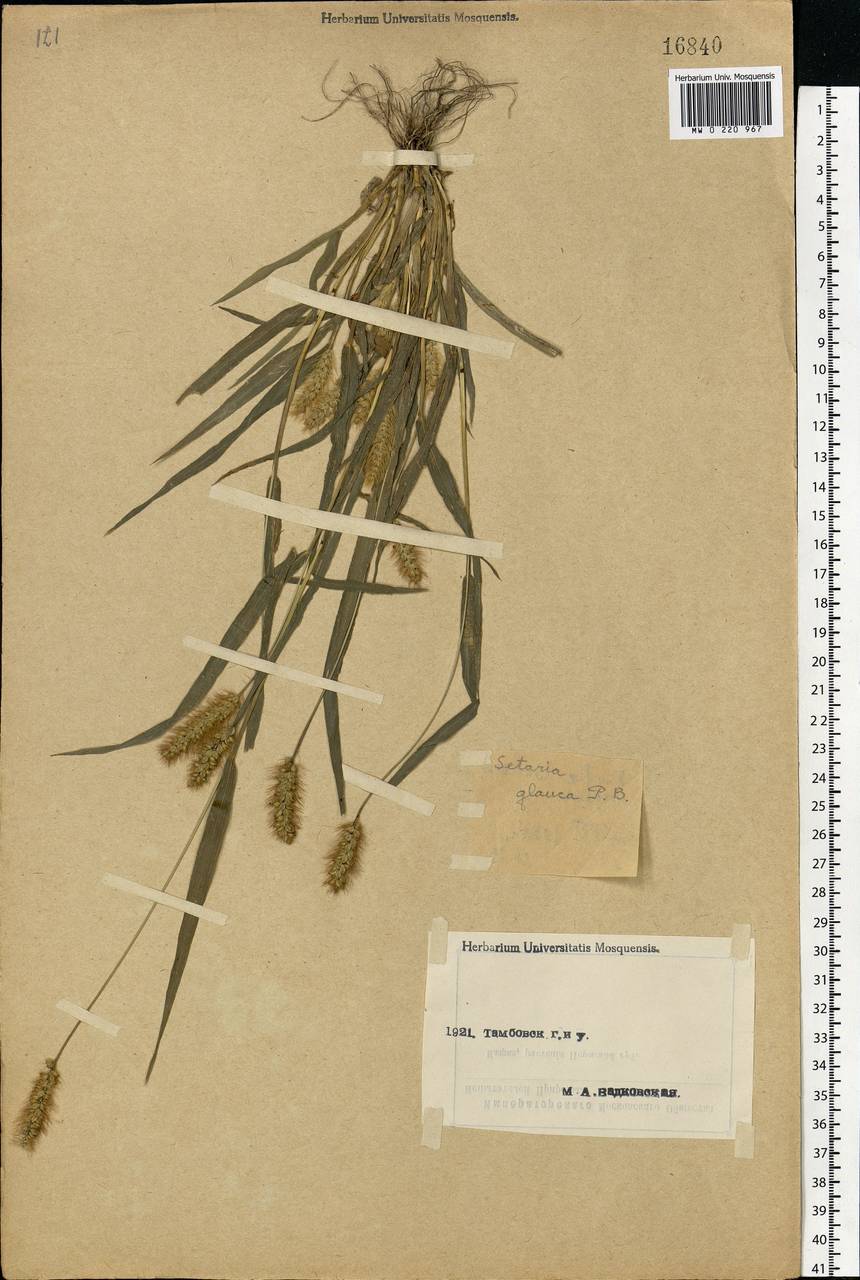 Setaria pumila (Poir.) Roem. & Schult., Eastern Europe, Central forest-and-steppe region (E6) (Russia)