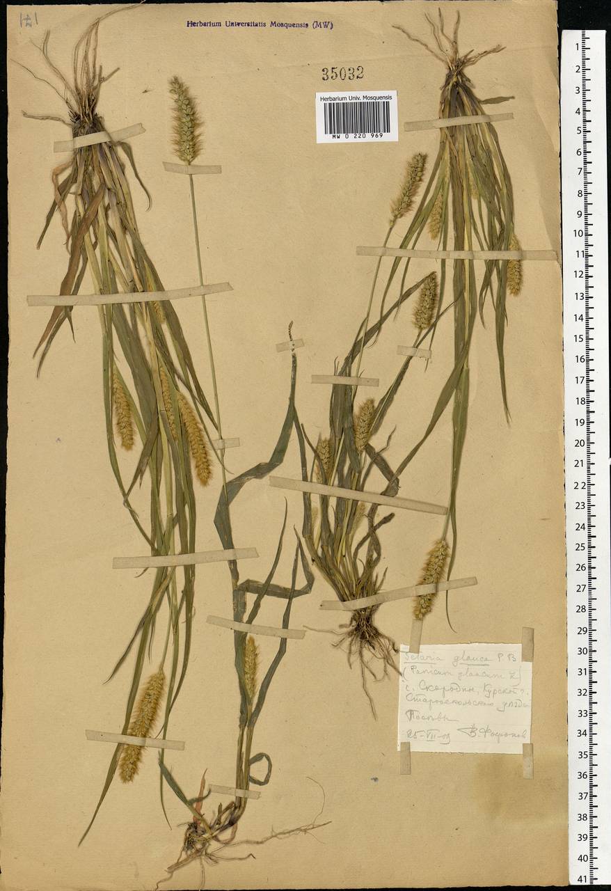 Setaria pumila (Poir.) Roem. & Schult., Eastern Europe, Central forest-and-steppe region (E6) (Russia)