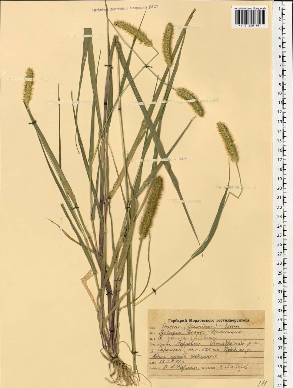 Setaria pumila (Poir.) Roem. & Schult., Eastern Europe, Middle Volga region (E8) (Russia)