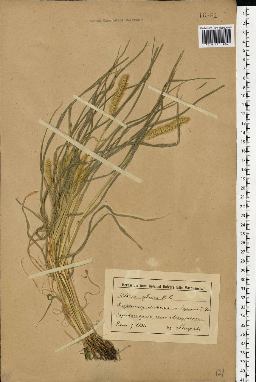 Setaria pumila (Poir.) Roem. & Schult., Eastern Europe, Lower Volga region (E9) (Russia)