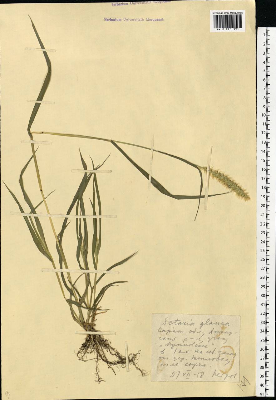 Setaria pumila (Poir.) Roem. & Schult., Eastern Europe, Lower Volga region (E9) (Russia)