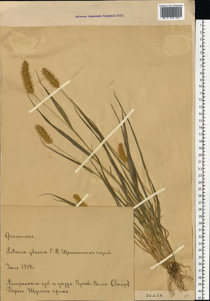 Setaria pumila (Poir.) Roem. & Schult., Eastern Europe, Lower Volga region (E9) (Russia)