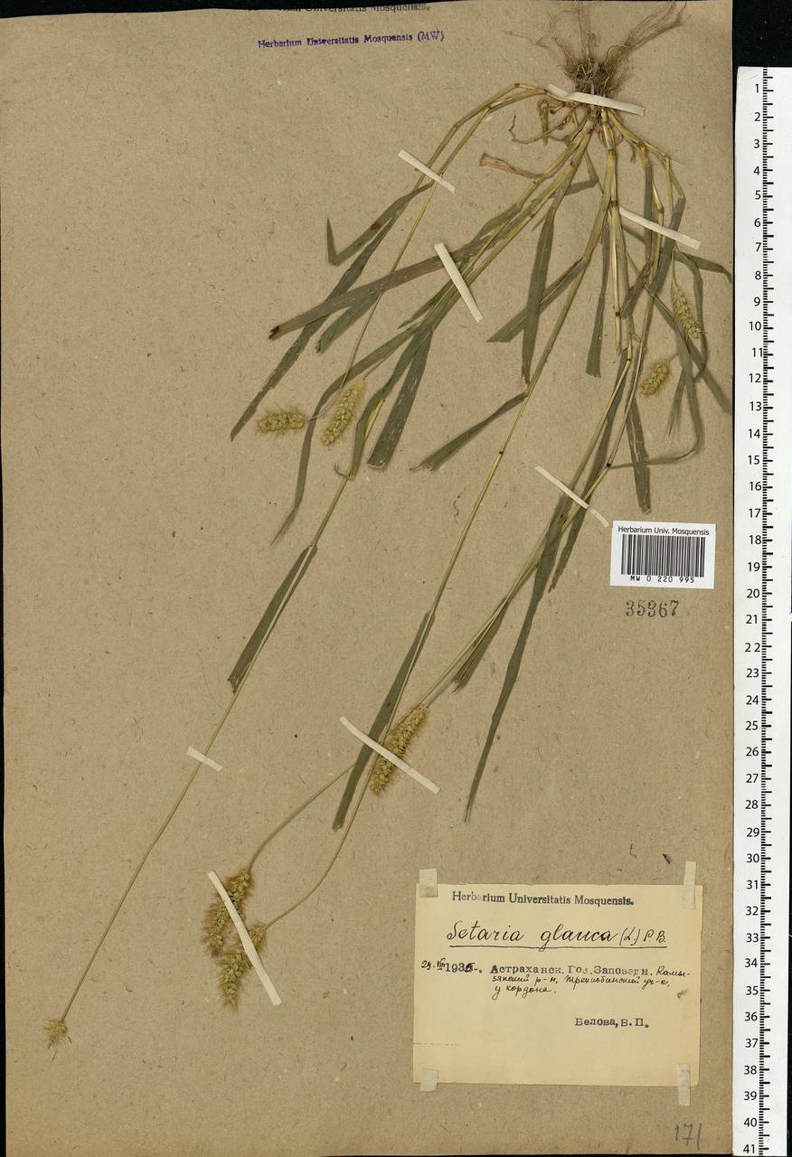 Setaria pumila (Poir.) Roem. & Schult., Eastern Europe, Lower Volga region (E9) (Russia)