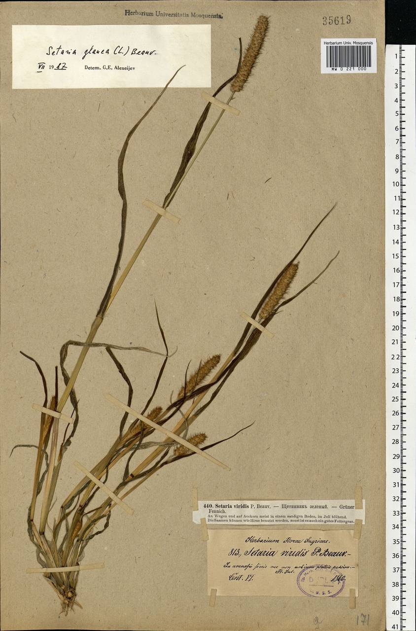 Setaria pumila (Poir.) Roem. & Schult., Eastern Europe, North-Western region (E2) (Russia)