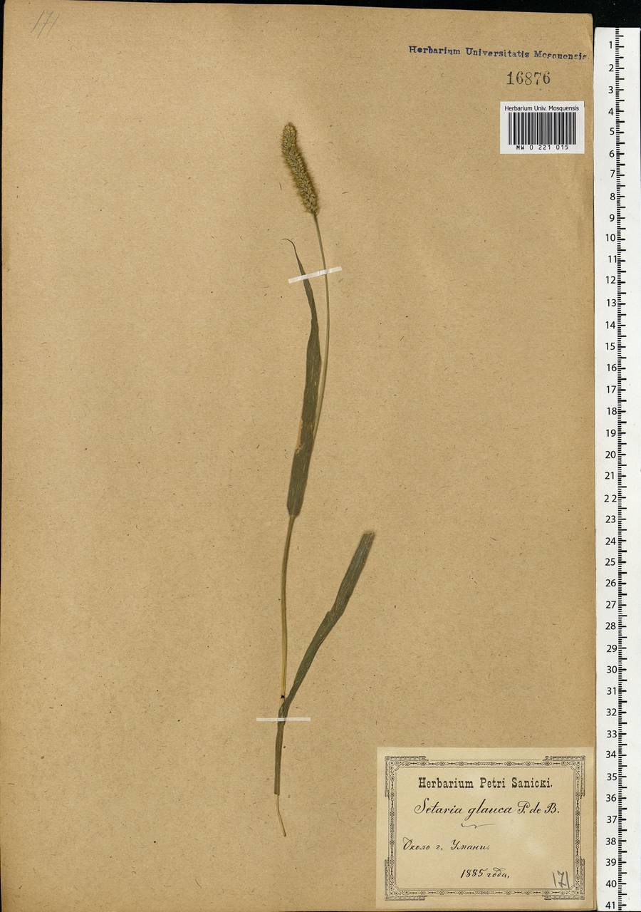 Setaria pumila (Poir.) Roem. & Schult., Eastern Europe, South Ukrainian region (E12) (Ukraine)