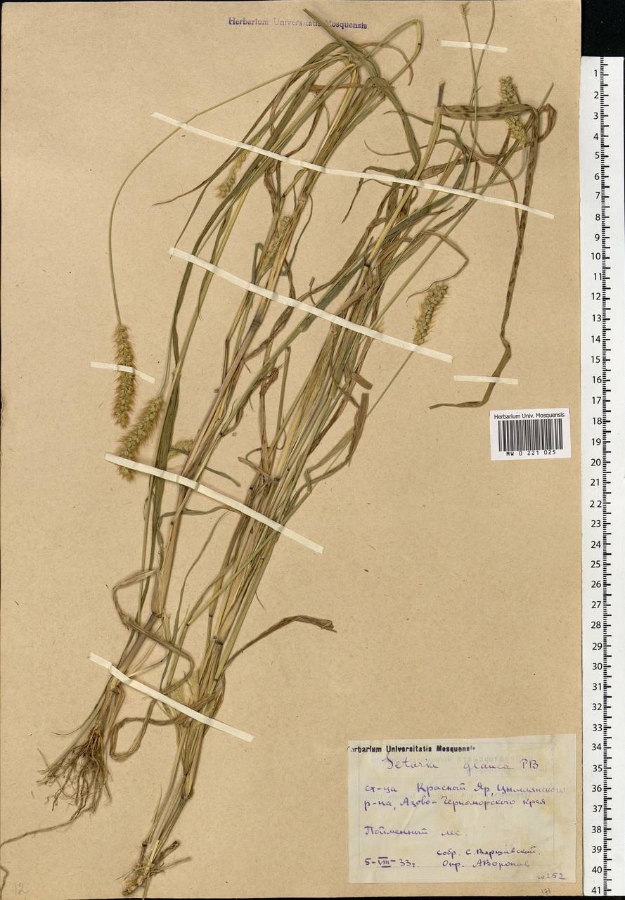 Setaria pumila (Poir.) Roem. & Schult., Eastern Europe, Rostov Oblast (E12a) (Russia)