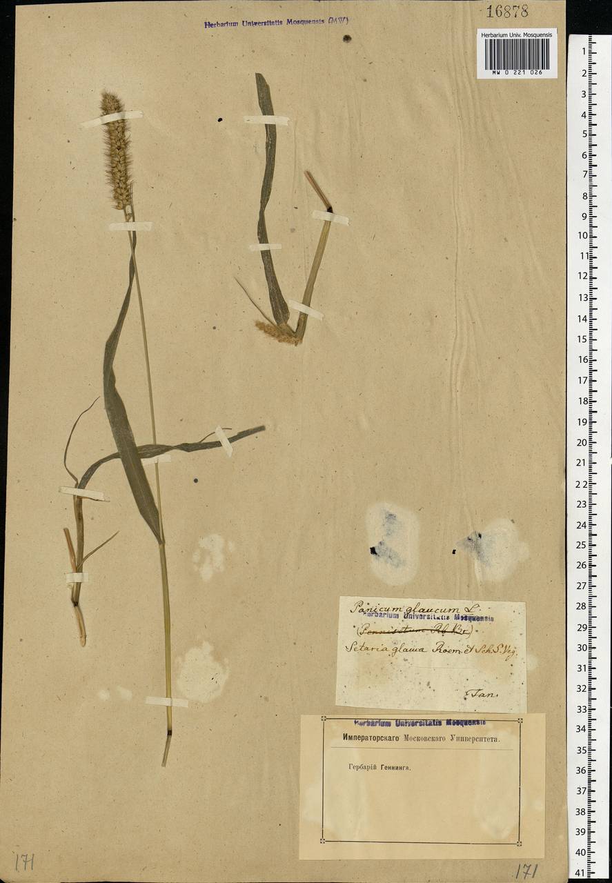 Setaria pumila (Poir.) Roem. & Schult., Eastern Europe, Rostov Oblast (E12a) (Russia)