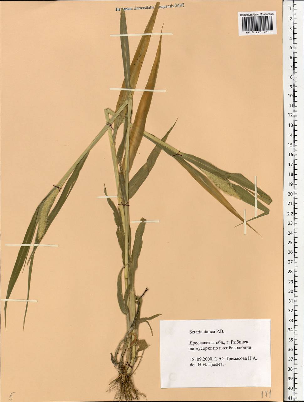 Setaria italica (L.) P.Beauv., Eastern Europe, Central forest region (E5) (Russia)