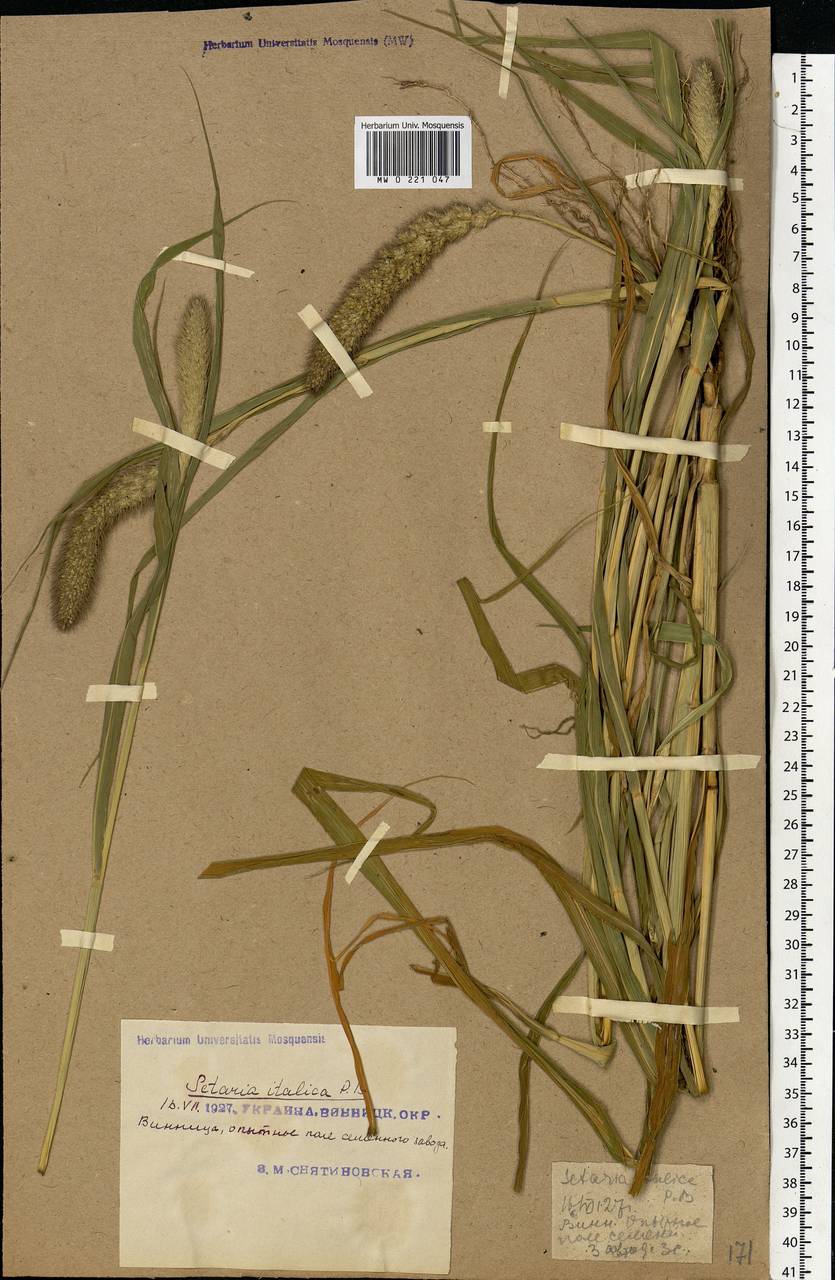 Setaria italica (L.) P.Beauv., Eastern Europe, South Ukrainian region (E12) (Ukraine)