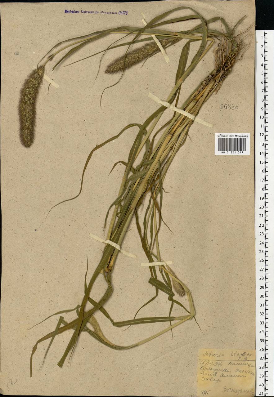 Setaria italica (L.) P.Beauv., Eastern Europe, South Ukrainian region (E12) (Ukraine)