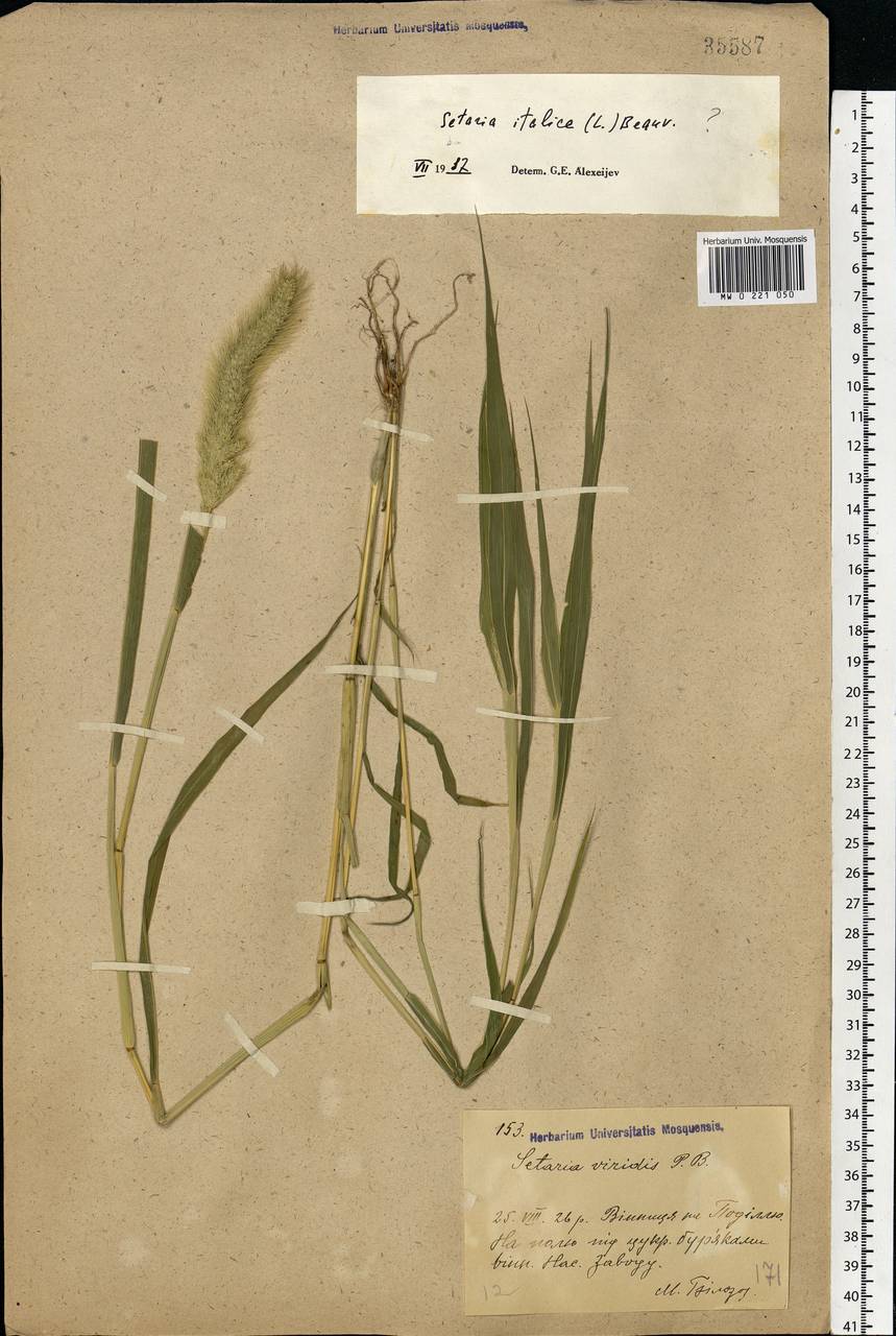 Setaria italica (L.) P.Beauv., Eastern Europe, South Ukrainian region (E12) (Ukraine)