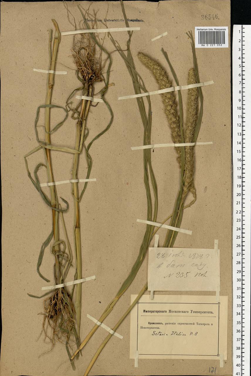 Setaria italica (L.) P.Beauv., Eastern Europe, Rostov Oblast (E12a) (Russia)