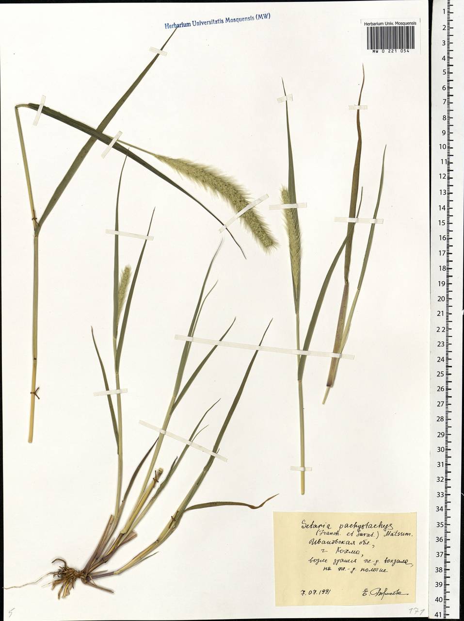 Setaria viridis (L.) P.Beauv., Eastern Europe, Central forest region (E5) (Russia)