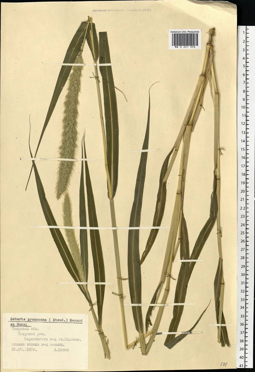 Setaria viridis (L.) P.Beauv., Eastern Europe, North-Western region (E2) (Russia)