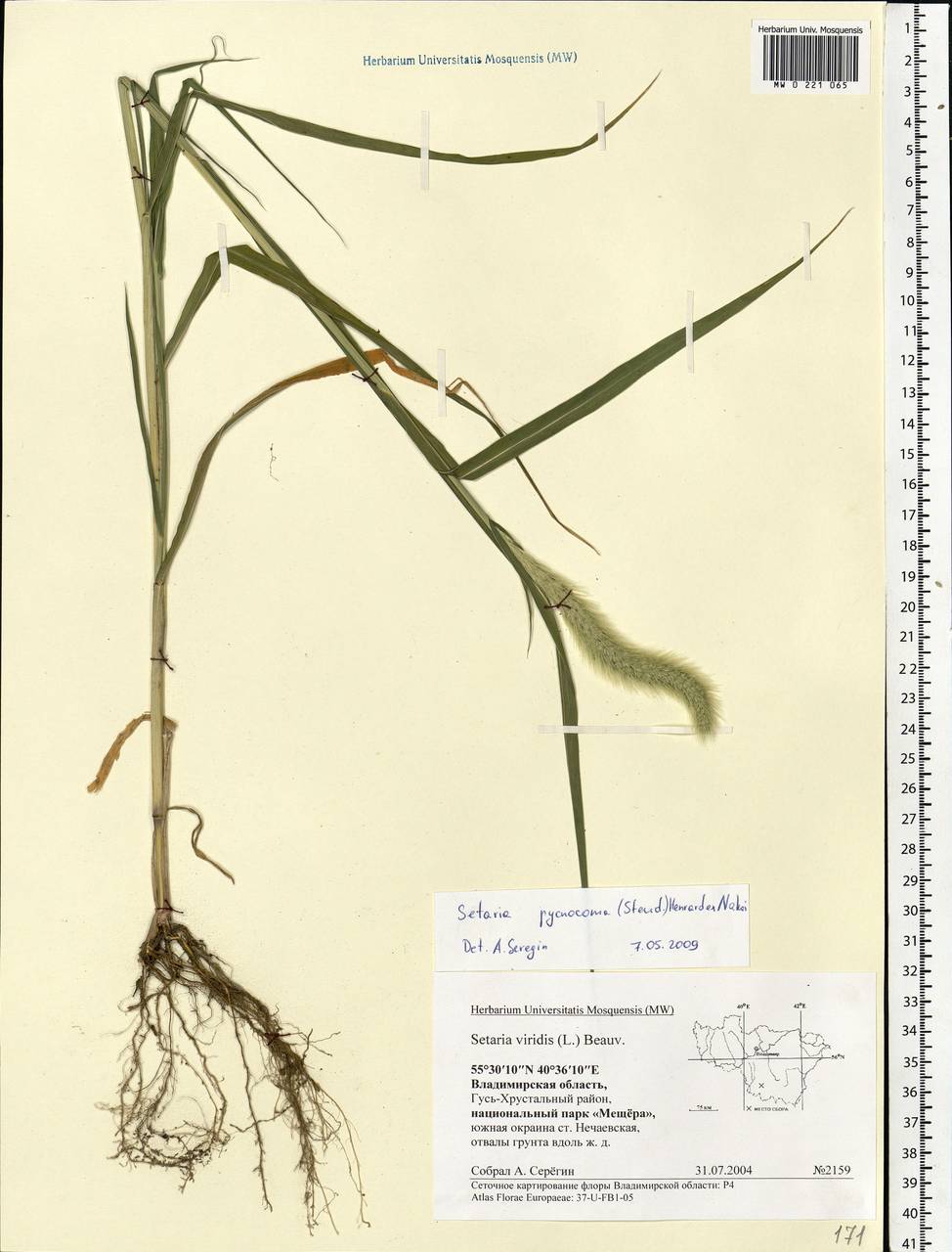 Setaria viridis (L.) P.Beauv., Eastern Europe, Central region (E4) (Russia)