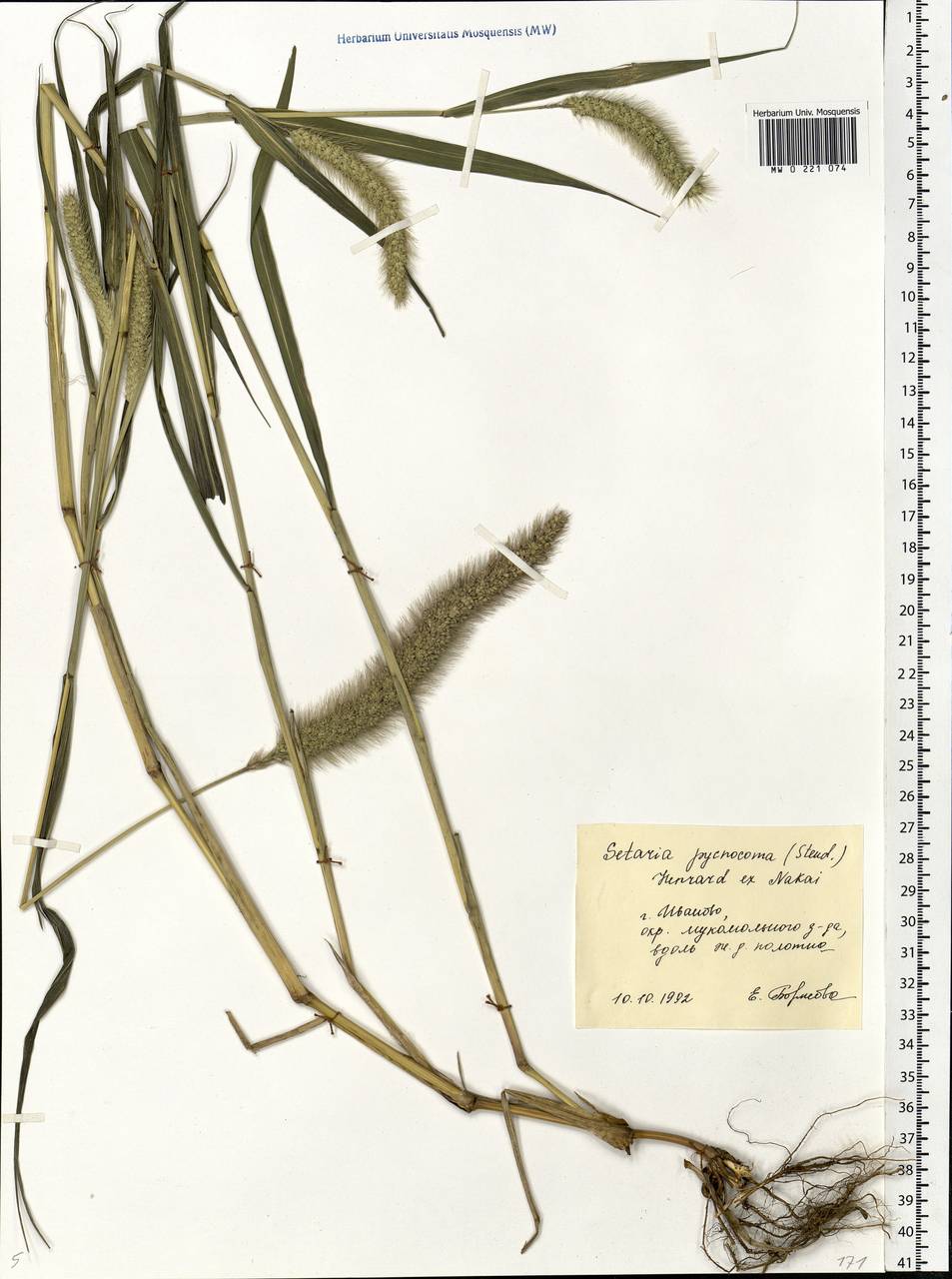 Setaria viridis (L.) P.Beauv., Eastern Europe, Central forest region (E5) (Russia)