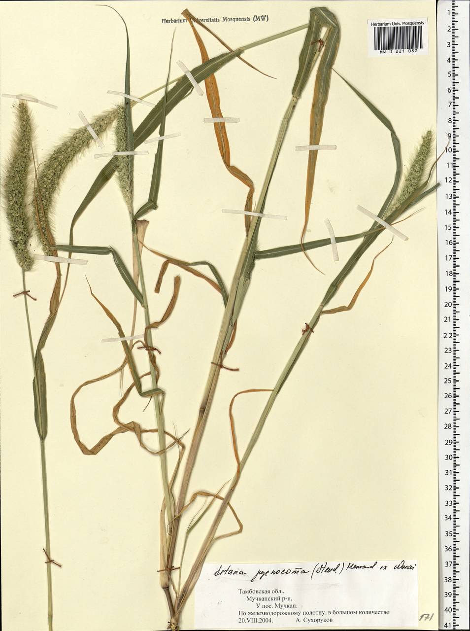 Setaria viridis (L.) P.Beauv., Eastern Europe, Central forest-and-steppe region (E6) (Russia)