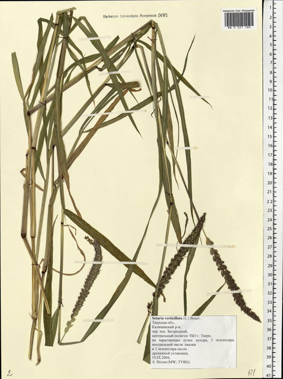 Setaria verticillata (L.) P.Beauv., Eastern Europe, North-Western region (E2) (Russia)