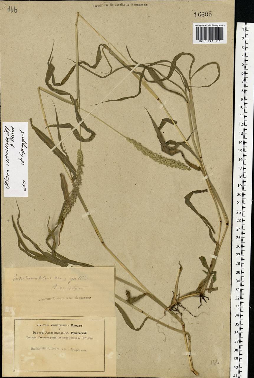 Setaria verticillata (L.) P.Beauv., Eastern Europe, Central forest-and-steppe region (E6) (Russia)